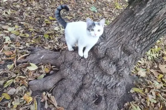 Найдена кошка, Есенинский б-р, 9 к3