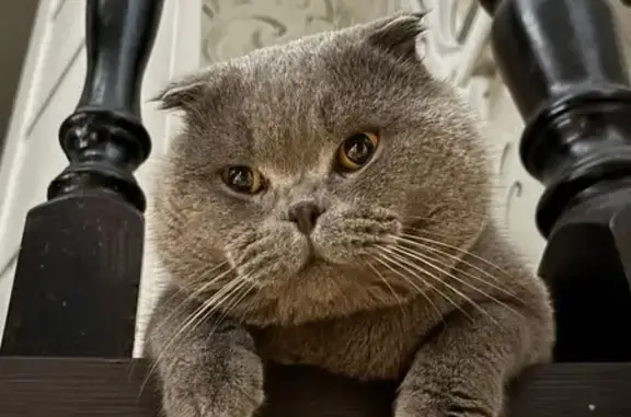 Пропала кошка, Августовская 1Д, Астрахань