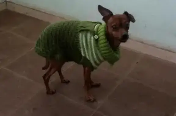 Пропала собака Тоша, проезд Матросова, Ярославль