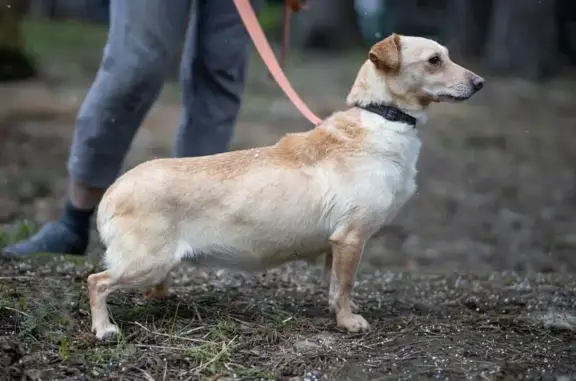 Пропала собака на пр. Луначарского, СПб