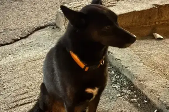 Собака найдена: ул. Селезнёва, 4/13 лит1