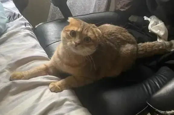 Пропала кошка на ул. 3-я Курская, 53