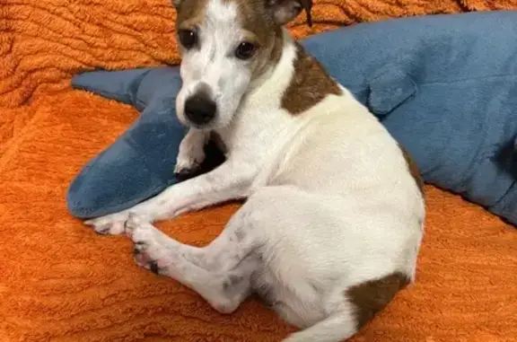 Найдена собака: ул. Лётчика Позднякова, 2 к7