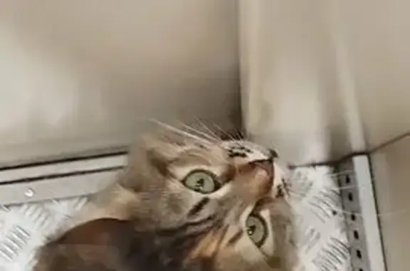 Пропала кошка, Тверская ул. 38 к2, Колпино