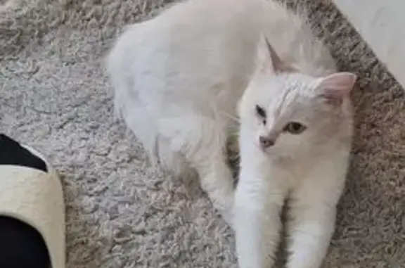 Пропала кошка, Молодёжная 51, Валдай