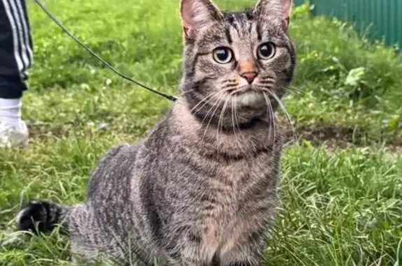 Пропала кошка, Мельковская 14, Екатеринбург