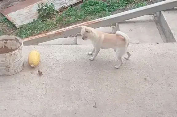 Пропала собака, ул. Масловка 73, Курск