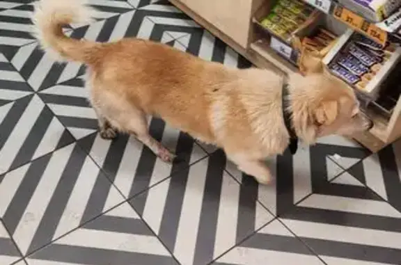 Найдена собака, Братково, фото: Собака найдена у Пятёрочки, Титово, д 77