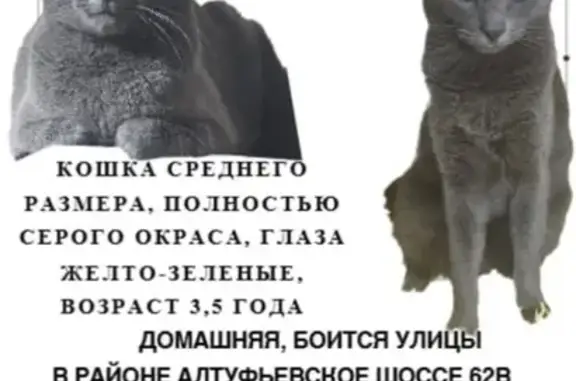 Пропала кошка, Алтуфьевское ш. 62В, Москва