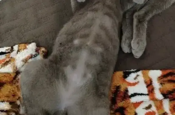 Пропала кошка, Юбилейная 8, Кинель