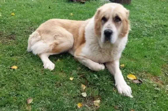 Пропала собака, Овражная ул., Толочаново