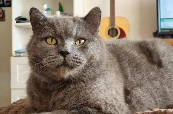 Пропала кошка, ул. Платова, Мишкинская