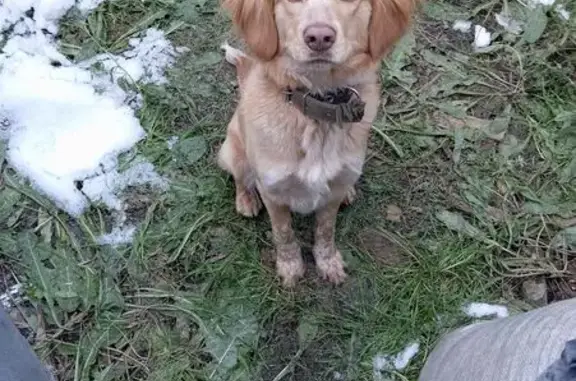 Найдена собака, Барнаул, фото: Найдена собака, Трактовый проезд, Барнаул