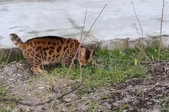 Кошки потеряшки, Златоуст, фото: Потеряшка бенгальская кошка, ул. Грибоедова, 13