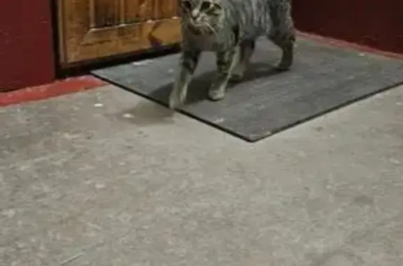 Найдена кошка на Бассейной ул., 11