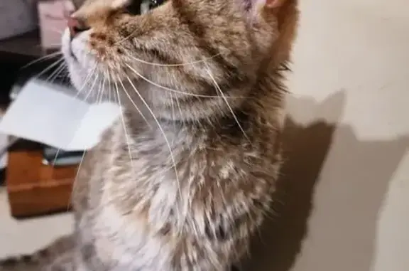 Кошка найдена: ул. Томск-Северный МПС, 10