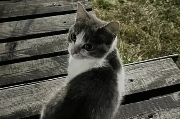 Кошки потеряшки, Белорецк, фото: Потеряшка кошка, ул. Крутой Дол, 5, Белорецк