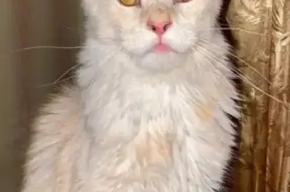 Кошки потеряшки, Уфа, фото: Потеряшка кошка, Первомайская 84, Уфа