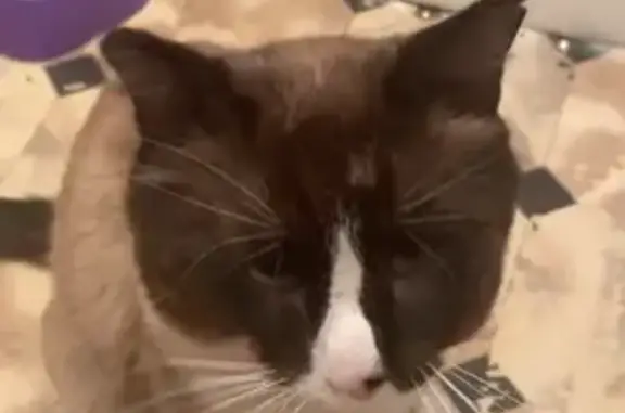 Пропала кошка, Улан-Удэ, Тобольская ул.