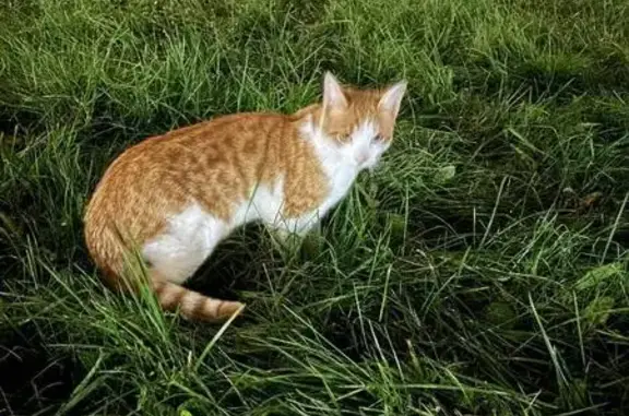 Найдена кошка, Санкт-Петербург, фото: Кошка найдена: Российский пр., СПб