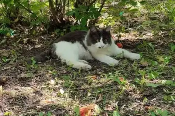 Кошки потеряшки, Гай, фото: Потеряшка кошка, ул. Войченко, Гай