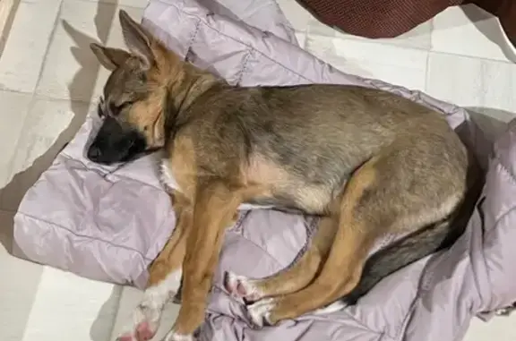 Найдена собака, Уфа, фото: Щенок найден: бульвар Тухвата Янаби, 49/3