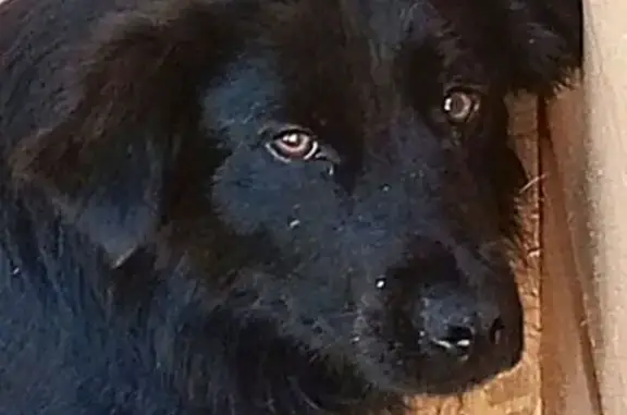 Пропала собака в пос. Новая Огаревка