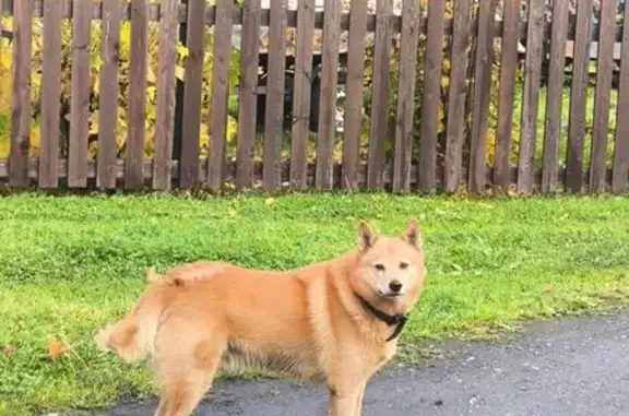 Найдена собака, , фото: Найдена собака, Карелия