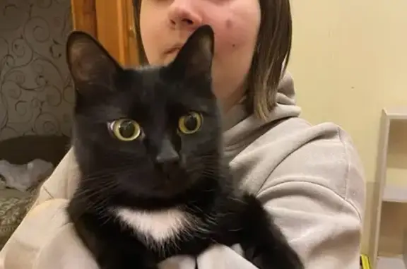 Кошки потеряшки, Нижний Новгород, фото: Потеряшка черная кошка, Молодёжный пр., 50