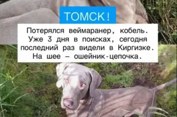 Пропала собака, Киргизка, Томская обл.