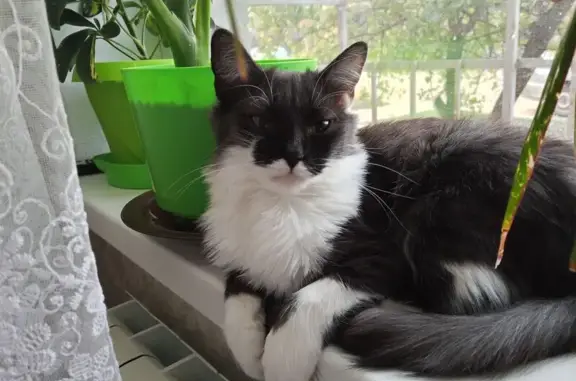 Пропала кошка, ул. Матвеева 8Б, Пролетарск