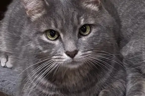 Кошки потеряшки, Отрадный, фото: Потеряшка кошка: Советская ул., 86, Отрадный