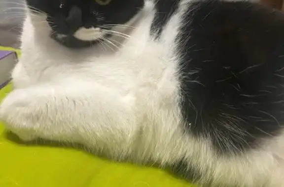 Пропала кошка, Артиллерийский пер. 15