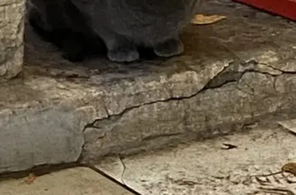 Кошка у магазина, пр. Ильича 57, НН