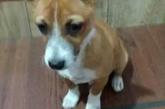 Пропала собака, Шахты, пер. Комсомольская