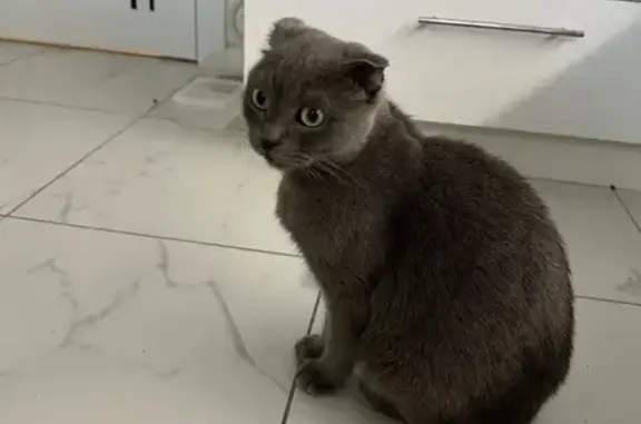 Кошка найдена: ул. Щорса, 45Л, Белгород