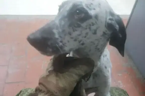 Найденные животные Прямицыно, фото: Собака найдена в Прямицыно, Курская обл.