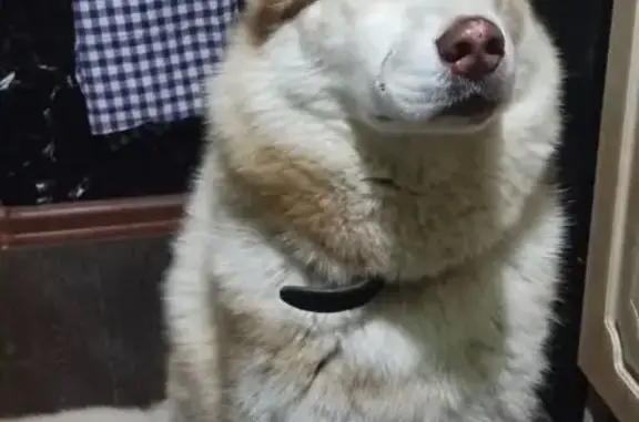 Собака найдена, ул. Шендрикова, Воронеж