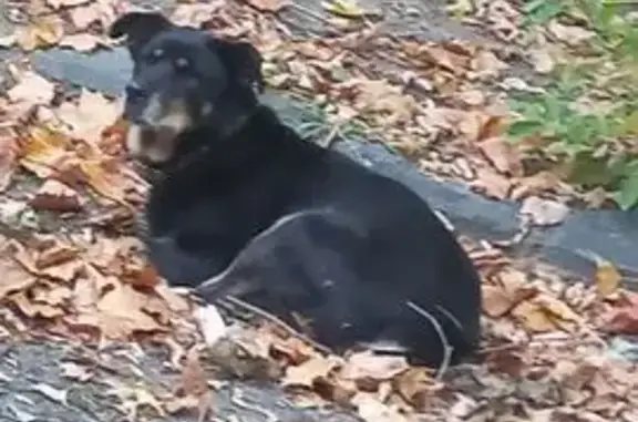 Собаки потеряшки, Владимир, фото: Потеряшка собака на ул. Верхняя Дуброва, Владимир