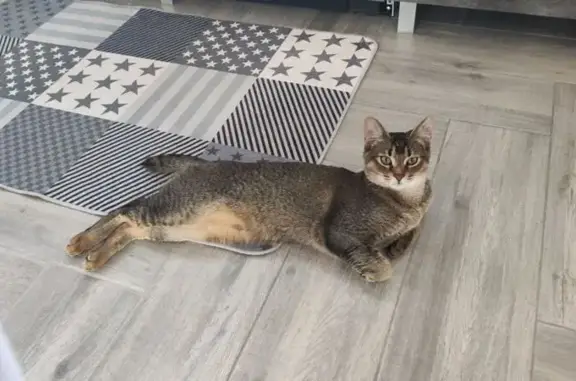 Кошки потеряшки, , фото: Потеряшка кошка, Ягул, Удмуртия