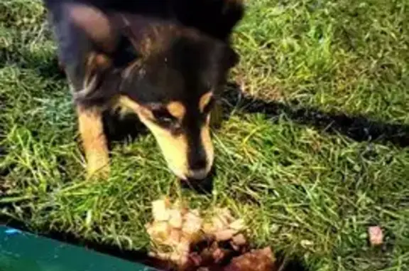 Собака найдена на ул. Ф. Гладкова, 28