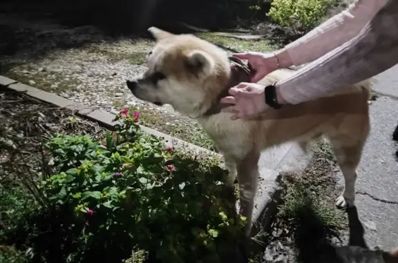 Найдена собака, Новороссийск, фото: Акита найден на ул. Советов, Новороссийск