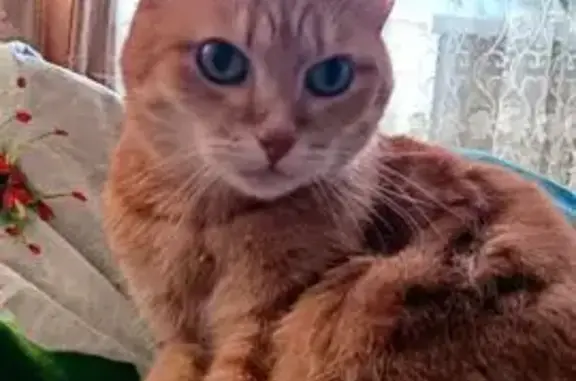 Пропала кошка, Лежневская 209, Иваново