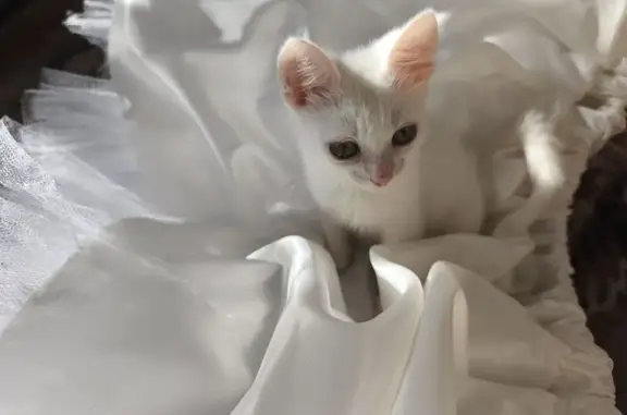 Кошки потеряшки, Пермь, фото: Потеряшка котенок, Серебрянский проезд, 17