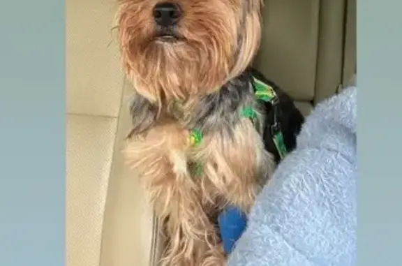 Собаки потеряшки, Ессентукская, фото: Потеряшка собака, Южный пер., 13, Ессентукская