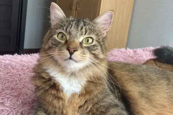 Пропала кошка, Петрозаводская 30, Сясьстрой