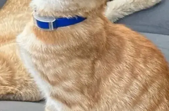 Пропала кошка на Бульваре 30-летия Победы, 50