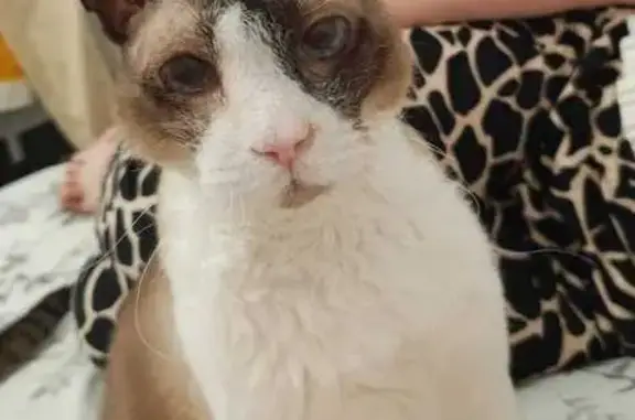 Пропала кошка, Шекснинская 66, Волгоград