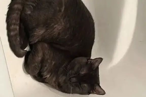 Пропала кошка, Петрозаводская 30, Сясьстрой