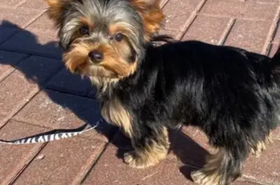 Пропала собака, СНТ 41 Саранск